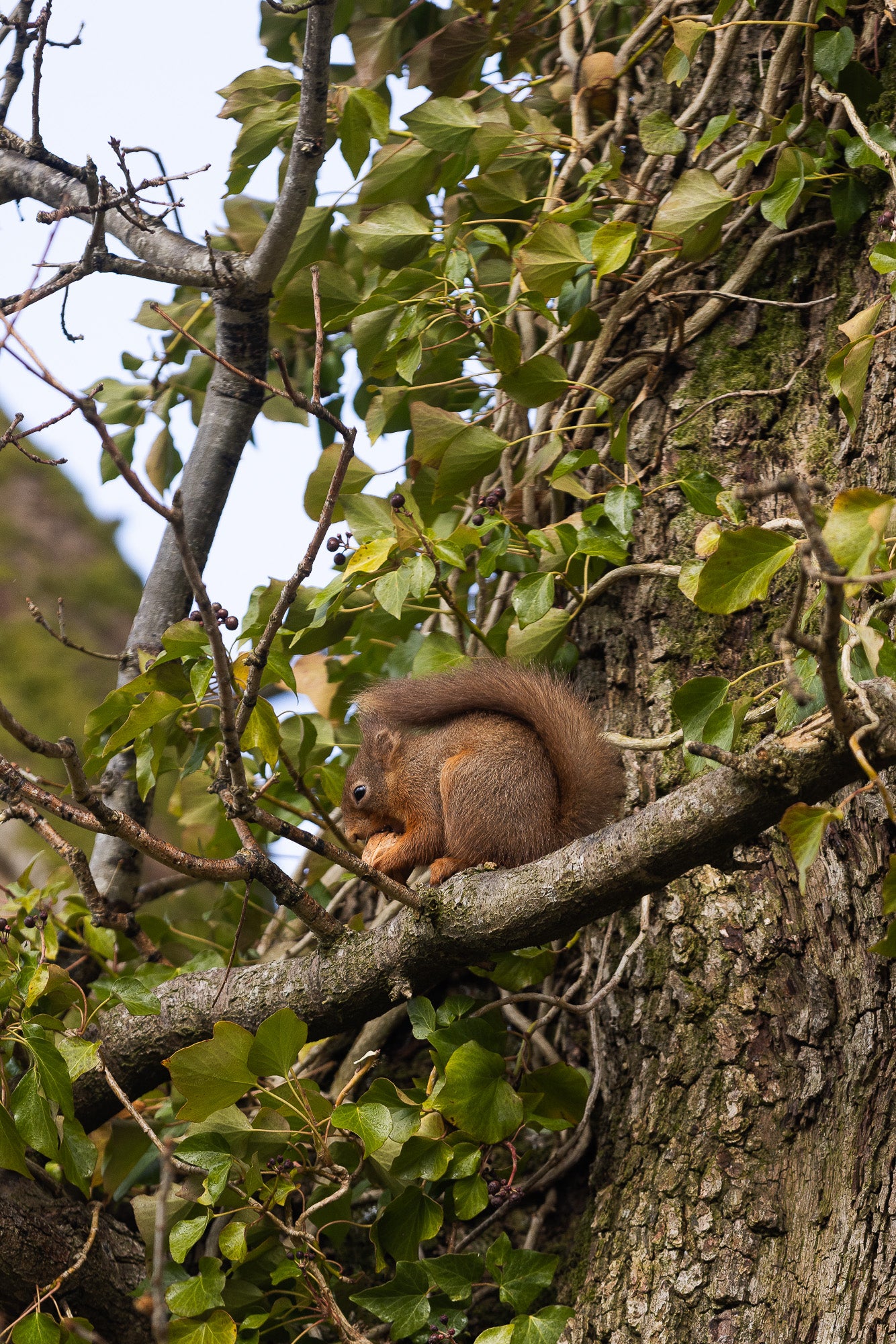 Whole Walnuts for Red Squirrels