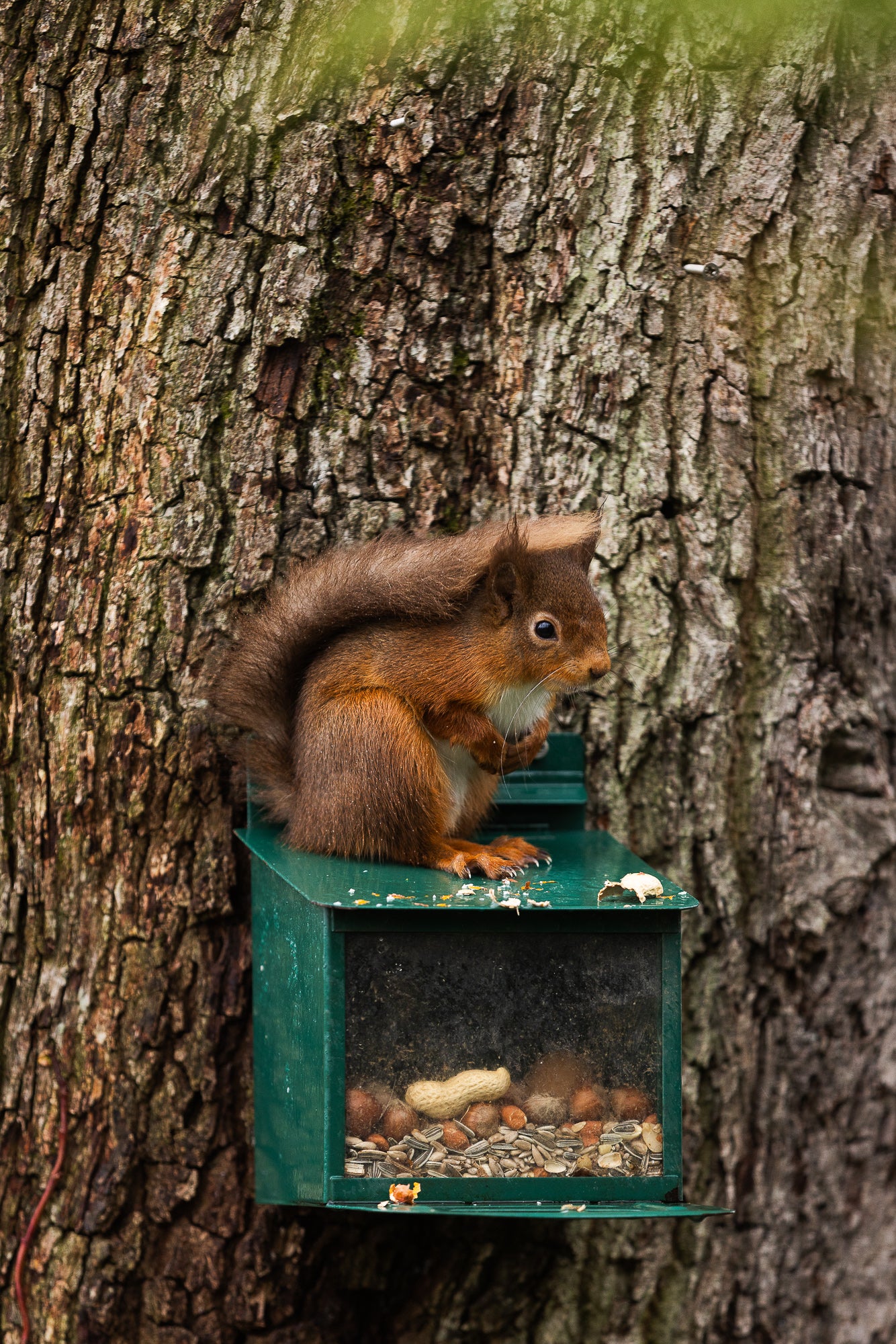 Red Squirrel Food