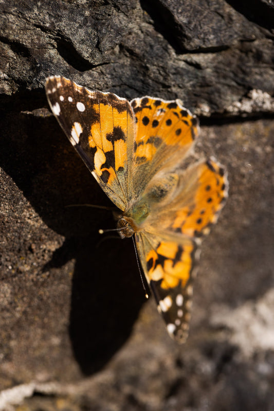 The Painted Lady Migration.