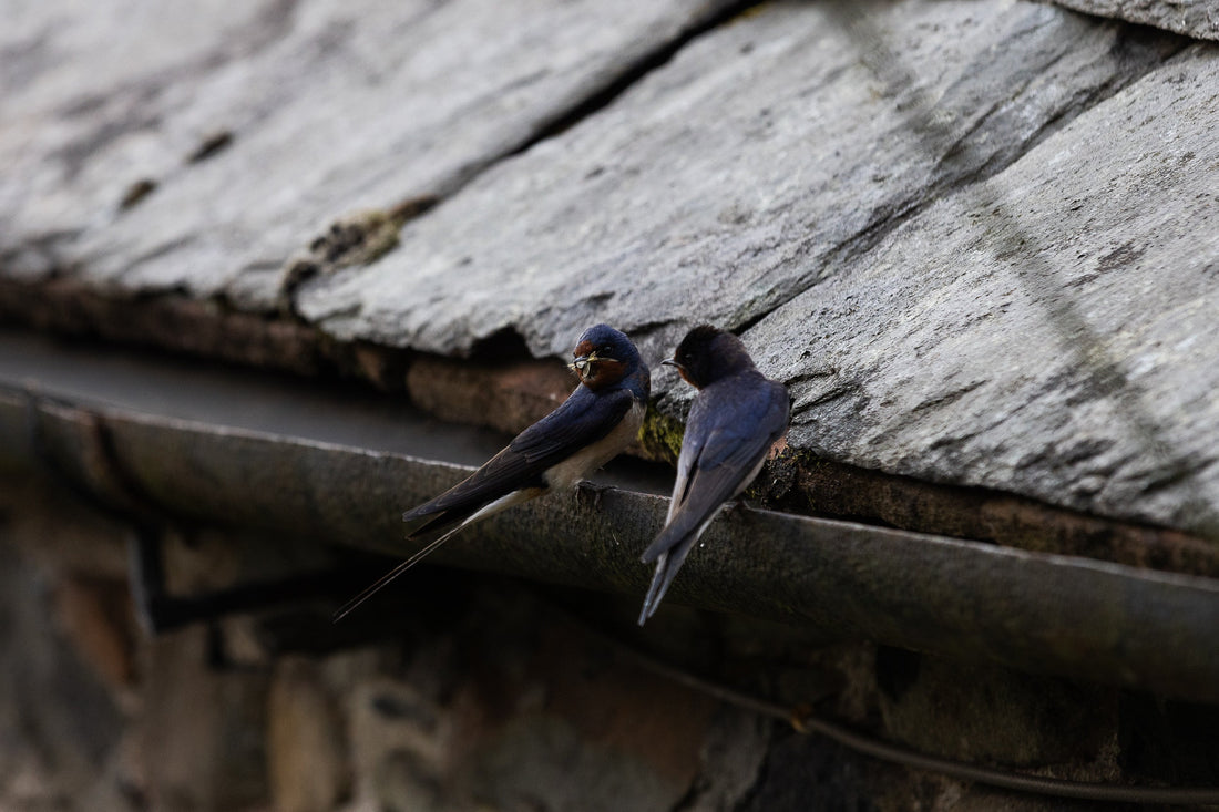 The Incredible Journey of the Swallow