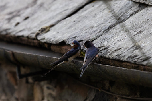 The Incredible Journey of the Swallow