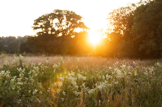 Why Your Garden Goes Quiet in July — UK Birds in Mid-Summer