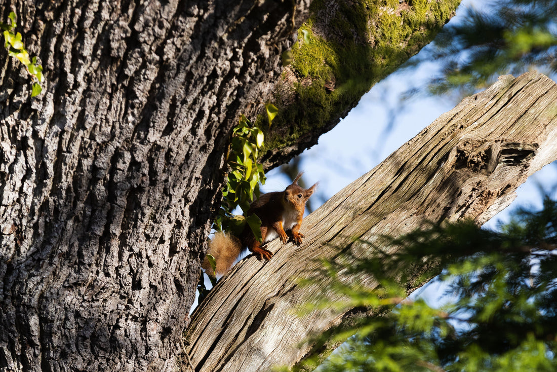 Red squirrel in an Oak tree