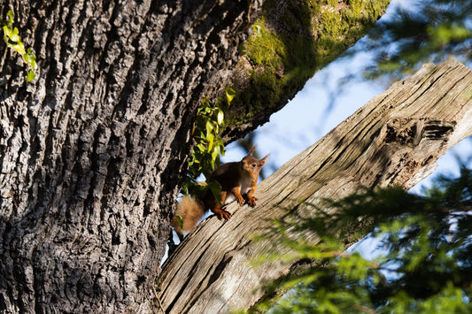 Red squirrel in an Oak tree