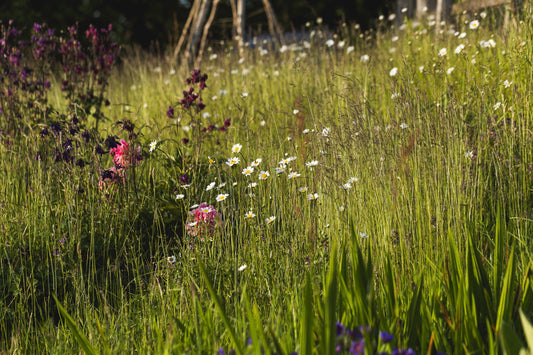 How was your 'No mow May'?
