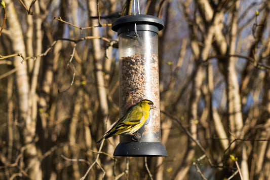 Siskin on a bird feeder