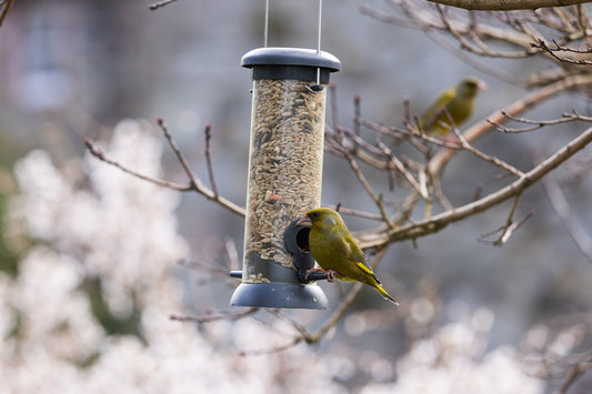 The Importance of Cleaning Bird Feeders.
