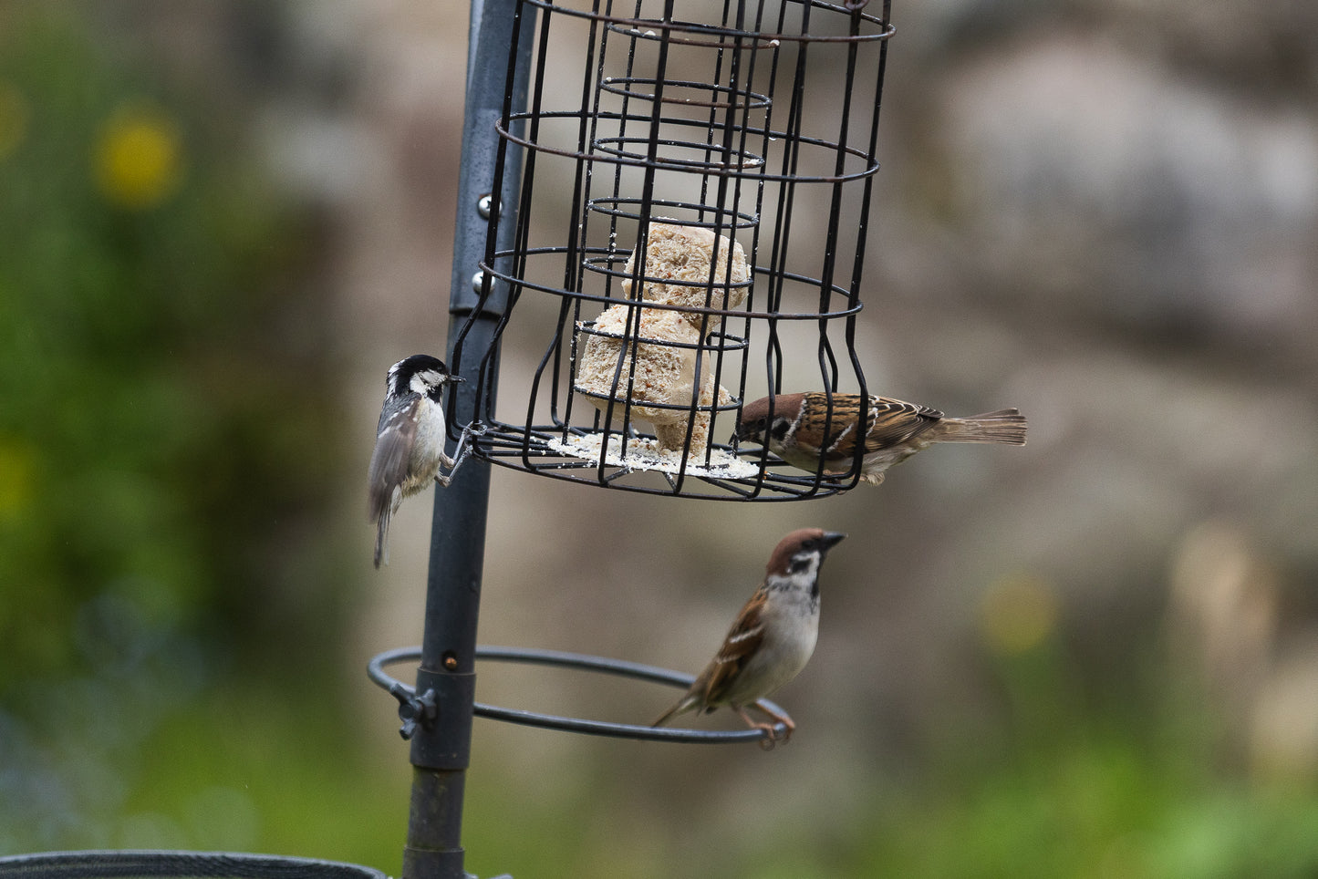 Suet Balls