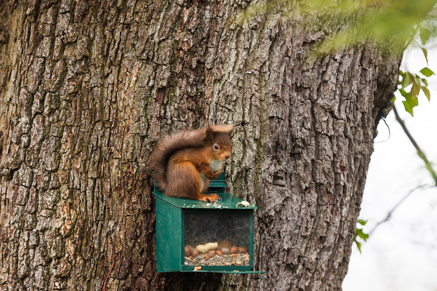 Premium Red Squirrel Food